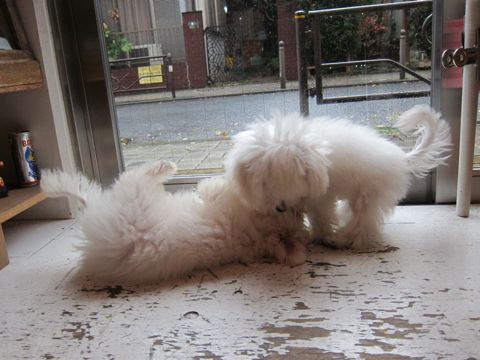 ビションフリーゼ子犬おんなのこ女の子メスあかちゃんビションこいぬフントヒュッテ東京かわいいビションフリーゼのいるお店文京区hundehutteビションフリーゼ画像106.jpg