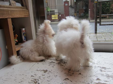 ビションフリーゼ子犬おんなのこ女の子メスあかちゃんビションこいぬフントヒュッテ東京かわいいビションフリーゼのいるお店文京区hundehutteビションフリーゼ画像107.jpg
