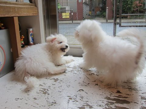ビションフリーゼ子犬おんなのこ女の子メスあかちゃんビションこいぬフントヒュッテ東京かわいいビションフリーゼのいるお店文京区hundehutteビションフリーゼ画像108.jpg