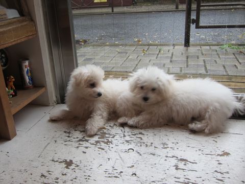 ビションフリーゼ子犬おんなのこ女の子メスあかちゃんビションこいぬフントヒュッテ東京かわいいビションフリーゼのいるお店文京区hundehutteビションフリーゼ画像112.jpg
