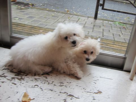 ビションフリーゼ子犬おんなのこ女の子メスあかちゃんビションこいぬフントヒュッテ東京かわいいビションフリーゼのいるお店文京区hundehutteビションフリーゼ画像115.jpg