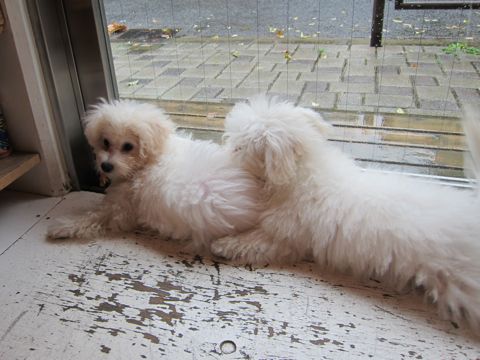 ビションフリーゼ子犬おんなのこ女の子メスあかちゃんビションこいぬフントヒュッテ東京かわいいビションフリーゼのいるお店文京区hundehutteビションフリーゼ画像131.jpg