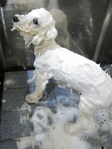 ビションフリーゼフントヒュッテ東京関東ビションフリーゼ子犬情報こいぬかわいいかわいいビションフリーゼのいるお店文京区本駒込hundehutte仔犬ビションフリーゼ289.jpg