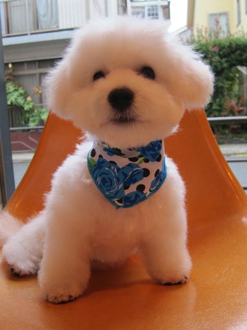 ビションフリーゼフントヒュッテ東京関東ビションフリーゼ子犬情報こいぬかわいいかわいいビションフリーゼのいるお店文京区本駒込hundehutte仔犬ビションフリーゼ290.jpg