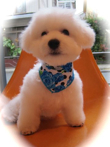 ビションフリーゼフントヒュッテ東京関東ビションフリーゼ子犬情報こいぬかわいいかわいいビションフリーゼのいるお店文京区本駒込hundehutte仔犬ビションフリーゼ291.jpg