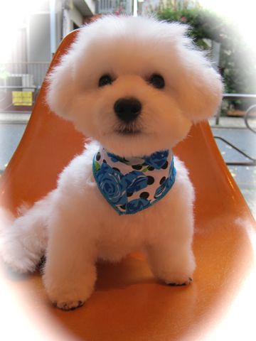 ビションフリーゼフントヒュッテ東京関東ビションフリーゼ子犬情報こいぬかわいいかわいいビションフリーゼのいるお店文京区本駒込hundehutte仔犬ビションフリーゼ293.jpg