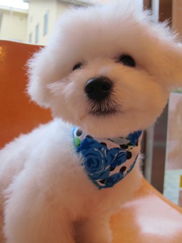 ビションフリーゼフントヒュッテ東京関東ビションフリーゼ子犬情報こいぬかわいいかわいいビションフリーゼのいるお店文京区本駒込hundehutte仔犬ビションフリーゼ294.jpg