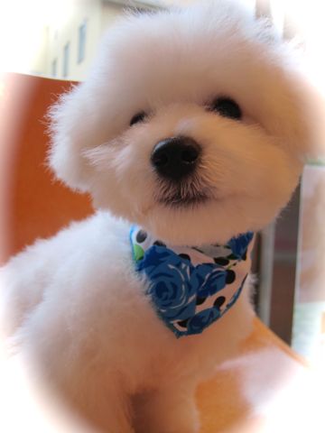 ビションフリーゼフントヒュッテ東京関東ビションフリーゼ子犬情報こいぬかわいいかわいいビションフリーゼのいるお店文京区本駒込hundehutte仔犬ビションフリーゼ295.jpg