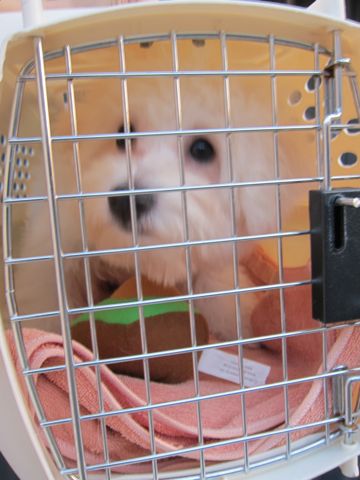ビションフリーゼ子犬おんなのこ女の子メスあかちゃんビションこいぬフントヒュッテ東京かわいいビションフリーゼのいるお店文京区hundehutteビションフリーゼ画像195.jpg