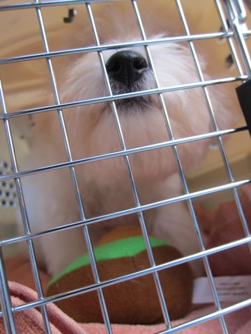 ビションフリーゼ子犬おんなのこ女の子メスあかちゃんビションこいぬフントヒュッテ東京かわいいビションフリーゼのいるお店文京区hundehutteビションフリーゼ画像196.jpg