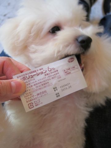 ビションフリーゼ子犬おんなのこ女の子メスあかちゃんビションこいぬフントヒュッテ東京かわいいビションフリーゼのいるお店文京区hundehutteビションフリーゼ画像206.jpg
