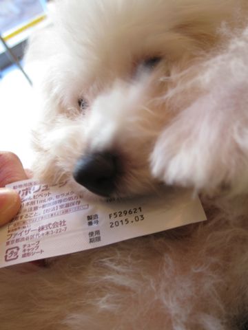 ビションフリーゼ子犬おんなのこ女の子メスあかちゃんビションこいぬフントヒュッテ東京かわいいビションフリーゼのいるお店文京区hundehutteビションフリーゼ画像207.jpg