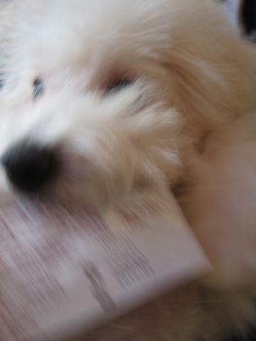 ビションフリーゼ子犬おんなのこ女の子メスあかちゃんビションこいぬフントヒュッテ東京かわいいビションフリーゼのいるお店文京区hundehutteビションフリーゼ画像208.jpg
