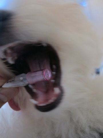 ビションフリーゼ子犬おんなのこ女の子メスあかちゃんビションこいぬフントヒュッテ東京かわいいビションフリーゼのいるお店文京区hundehutteビションフリーゼ画像209.jpg