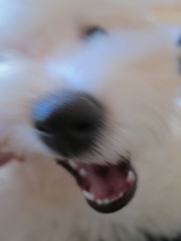 ビションフリーゼ子犬おんなのこ女の子メスあかちゃんビションこいぬフントヒュッテ東京かわいいビションフリーゼのいるお店文京区hundehutteビションフリーゼ画像210.jpg