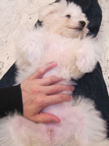 ビションフリーゼ子犬おんなのこ女の子メスあかちゃんビションこいぬフントヒュッテ東京かわいいビションフリーゼのいるお店文京区hundehutteビションフリーゼ画像214.jpg