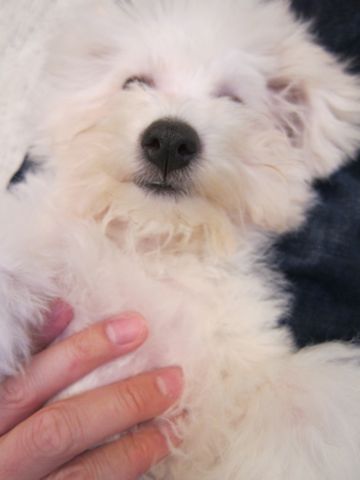 ビションフリーゼ子犬おんなのこ女の子メスあかちゃんビションこいぬフントヒュッテ東京かわいいビションフリーゼのいるお店文京区hundehutteビションフリーゼ画像215.jpg