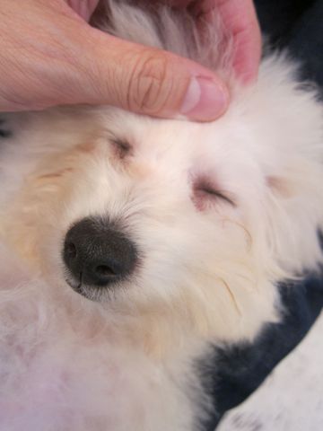ビションフリーゼ子犬おんなのこ女の子メスあかちゃんビションこいぬフントヒュッテ東京かわいいビションフリーゼのいるお店文京区hundehutteビションフリーゼ画像216.jpg