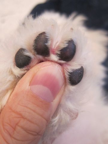 ビションフリーゼ子犬おんなのこ女の子メスあかちゃんビションこいぬフントヒュッテ東京かわいいビションフリーゼのいるお店文京区hundehutteビションフリーゼ画像217.jpg