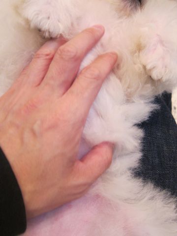 ビションフリーゼ子犬おんなのこ女の子メスあかちゃんビションこいぬフントヒュッテ東京かわいいビションフリーゼのいるお店文京区hundehutteビションフリーゼ画像218.jpg