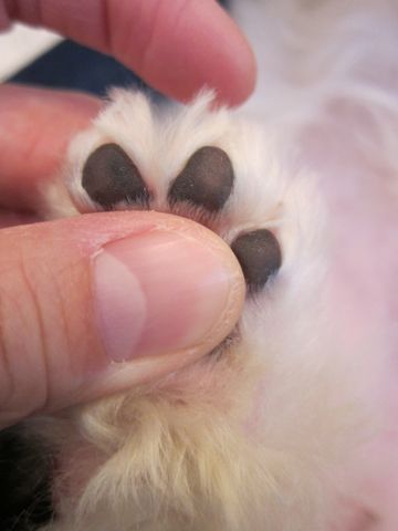 ビションフリーゼ子犬おんなのこ女の子メスあかちゃんビションこいぬフントヒュッテ東京かわいいビションフリーゼのいるお店文京区hundehutteビションフリーゼ画像219.jpg