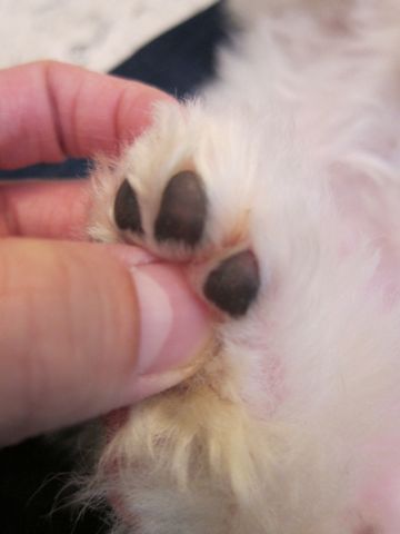 ビションフリーゼ子犬おんなのこ女の子メスあかちゃんビションこいぬフントヒュッテ東京かわいいビションフリーゼのいるお店文京区hundehutteビションフリーゼ画像220.jpg
