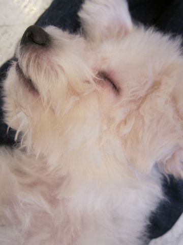 ビションフリーゼ子犬おんなのこ女の子メスあかちゃんビションこいぬフントヒュッテ東京かわいいビションフリーゼのいるお店文京区hundehutteビションフリーゼ画像221.jpg