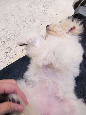 ビションフリーゼ子犬おんなのこ女の子メスあかちゃんビションこいぬフントヒュッテ東京かわいいビションフリーゼのいるお店文京区hundehutteビションフリーゼ画像222.jpg