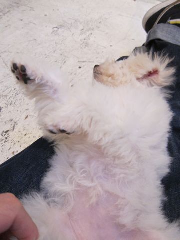 ビションフリーゼ子犬おんなのこ女の子メスあかちゃんビションこいぬフントヒュッテ東京かわいいビションフリーゼのいるお店文京区hundehutteビションフリーゼ画像223.jpg