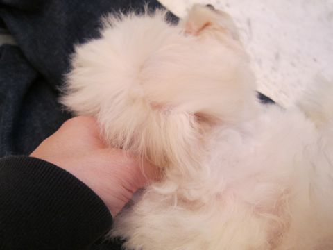 ビションフリーゼ子犬おんなのこ女の子メスあかちゃんビションこいぬフントヒュッテ東京かわいいビションフリーゼのいるお店文京区hundehutteビションフリーゼ画像224.jpg