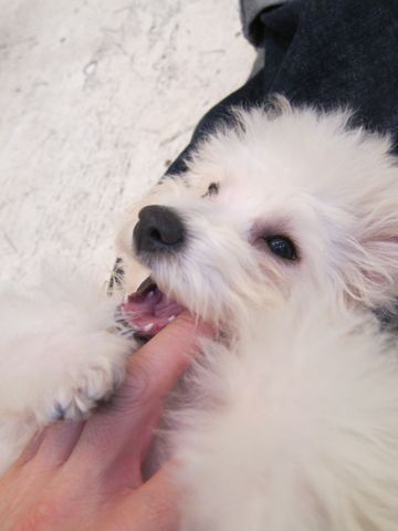 ビションフリーゼ子犬おんなのこ女の子メスあかちゃんビションこいぬフントヒュッテ東京かわいいビションフリーゼのいるお店文京区hundehutteビションフリーゼ画像227.jpg