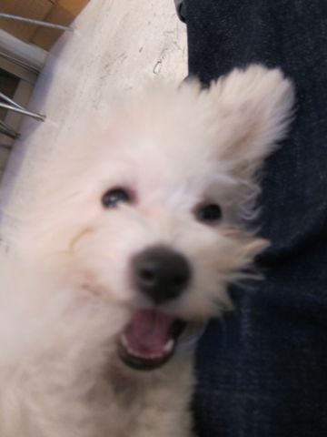 ビションフリーゼ子犬おんなのこ女の子メスあかちゃんビションこいぬフントヒュッテ東京かわいいビションフリーゼのいるお店文京区hundehutteビションフリーゼ画像229.jpg