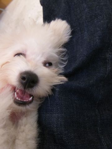 ビションフリーゼ子犬おんなのこ女の子メスあかちゃんビションこいぬフントヒュッテ東京かわいいビションフリーゼのいるお店文京区hundehutteビションフリーゼ画像231.jpg