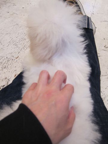ビションフリーゼ子犬おんなのこ女の子メスあかちゃんビションこいぬフントヒュッテ東京かわいいビションフリーゼのいるお店文京区hundehutteビションフリーゼ画像232.jpg
