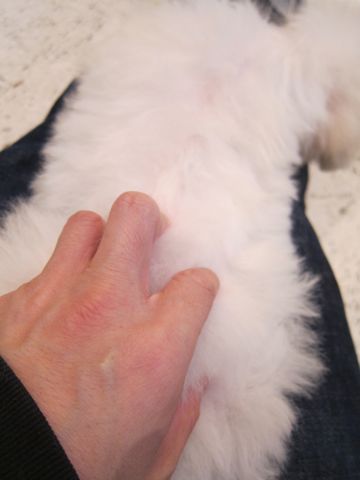 ビションフリーゼ子犬おんなのこ女の子メスあかちゃんビションこいぬフントヒュッテ東京かわいいビションフリーゼのいるお店文京区hundehutteビションフリーゼ画像234.jpg