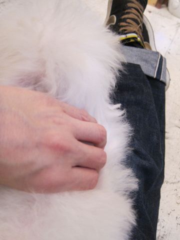 ビションフリーゼ子犬おんなのこ女の子メスあかちゃんビションこいぬフントヒュッテ東京かわいいビションフリーゼのいるお店文京区hundehutteビションフリーゼ画像235.jpg