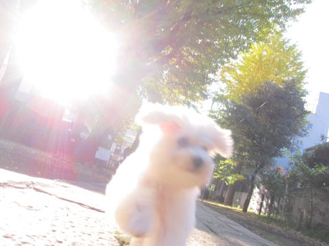 ¥Ó¥·¥ç¥ó¥Õ¥ê¡¼¥¼»Ò¸¤¤ª¤ó¤Ê¤Î¤³½÷¤Î»Ò¥á¥¹¤¢¤«¤Á¤ã¤ó¥Ó¥·¥ç¥ó¤³¤¤¤Ì¥Õ¥ó¥È¥Ò¥å¥Ã¥ÆÅìµþ¤«¤ï¤¤¤¤¥Ó¥·¥ç¥ó¥Õ¥ê¡¼¥¼¤Î¤¤¤ë¤ªÅ¹Ê¸µþ¶èhundehutte¥Ó¥·¥ç¥ó¥Õ¥ê¡¼¥¼²èÁü236.jpg