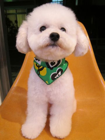 トイ・プードルトリミング文京区フントヒュッテ東京ナノオゾンペットシャワー使用トリミングサロンhundehutteトイプードルホワイトプードルカットスタイル集1.jpg