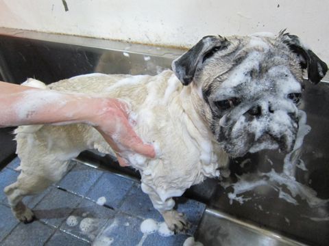 パグトリミング文京区フントヒュッテナノオゾンペットシャワー使用トリミングサロン駒込白山千駄木根津後楽園犬のトリミングhundehutte文京区パグシャンプー2.jpg
