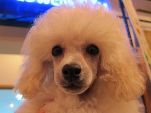 プードルフントヒュッテ東京トイプードルかわいい子犬こいぬ文京区本駒込hundehutte仔犬プードルショータイプブリーダープードルカットトイプードル画像2.jpg