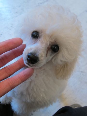 プードルフントヒュッテ東京トイプードルかわいい子犬こいぬ文京区本駒込hundehutte仔犬プードルショータイプブリーダープードルカットトイプードル画像42.jpg