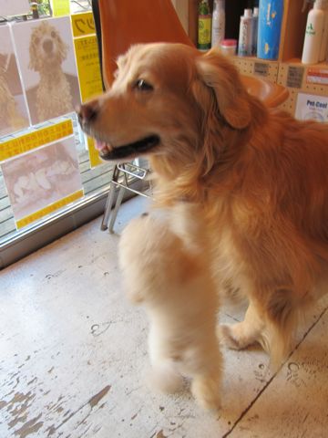 プードルフントヒュッテ東京トイプードルかわいい子犬こいぬ文京区本駒込hundehutte仔犬プードルショータイプブリーダープードルカットトイプードル画像53.jpg