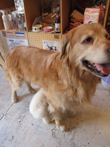 プードルフントヒュッテ東京トイプードルかわいい子犬こいぬ文京区本駒込hundehutte仔犬プードルショータイプブリーダープードルカットトイプードル画像54.jpg