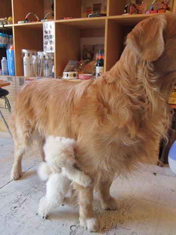 プードルフントヒュッテ東京トイプードルかわいい子犬こいぬ文京区本駒込hundehutte仔犬プードルショータイプブリーダープードルカットトイプードル画像55.jpg