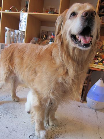 プードルフントヒュッテ東京トイプードルかわいい子犬こいぬ文京区本駒込hundehutte仔犬プードルショータイプブリーダープードルカットトイプードル画像56.jpg
