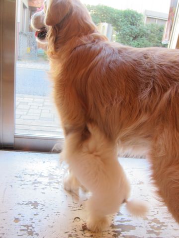 プードルフントヒュッテ東京トイプードルかわいい子犬こいぬ文京区本駒込hundehutte仔犬プードルショータイプブリーダープードルカットトイプードル画像57.jpg