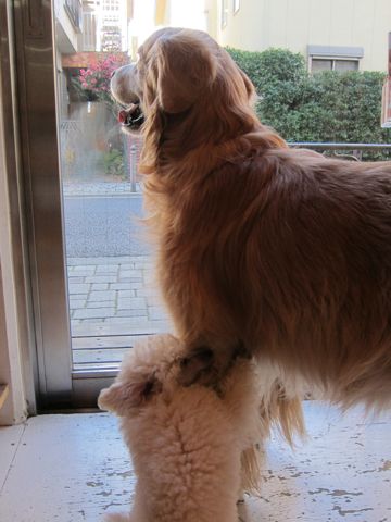 プードルフントヒュッテ東京トイプードルかわいい子犬こいぬ文京区本駒込hundehutte仔犬プードルショータイプブリーダープードルカットトイプードル画像58.jpg