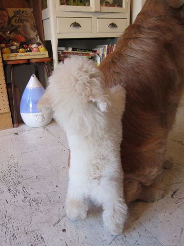 プードルフントヒュッテ東京トイプードルかわいい子犬こいぬ文京区本駒込hundehutte仔犬プードルショータイプブリーダープードルカットトイプードル画像59.jpg
