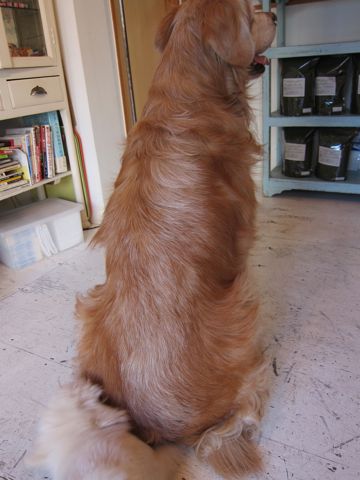 プードルフントヒュッテ東京トイプードルかわいい子犬こいぬ文京区本駒込hundehutte仔犬プードルショータイプブリーダープードルカットトイプードル画像61.jpg