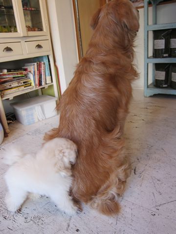 プードルフントヒュッテ東京トイプードルかわいい子犬こいぬ文京区本駒込hundehutte仔犬プードルショータイプブリーダープードルカットトイプードル画像62.jpg